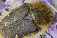 Tropinota squalida