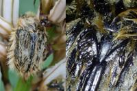 Tropinota squalida