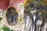 Tropinota squalida