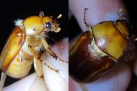 Rhizotrogus aestivus