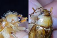 Rhizotrogus marginipes