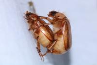 Rhizotrogus marginipes