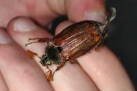 Melolontha melolontha