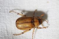 Rhizotrogus marginipes