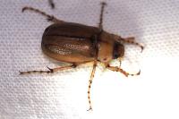 Rhizotrogus marginipes