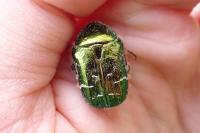 Cetonia aurata