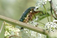Cetonia aurata