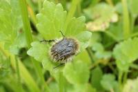 Tropinota squalida