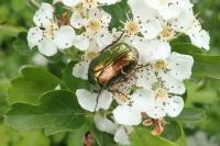 Cetonia aurata