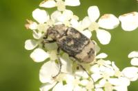 Valgus hemipterus