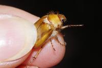 Rhizotrogus marginipes