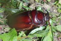 Oryctes nasicornis