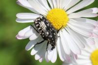 Oxythyrea funesta