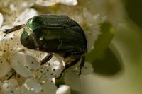 Cetonia aurata