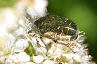 Cetonia aurata