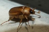 Rhizotrogus marginipes