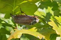 Melolontha melolontha
