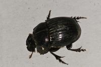 Copris lunaris