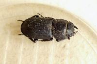 Dorcus parallelipipedus