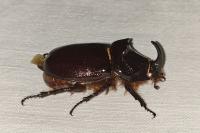 Oryctes nasicornis
