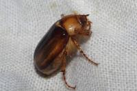 Rhizotrogus aestivus