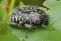 Oxythyrea funesta