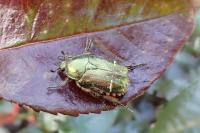 Cetonia aurata