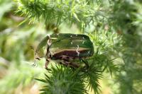 Cetonia aurata