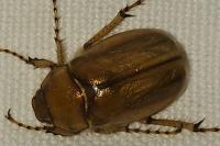 Rhizotrogus marginipes