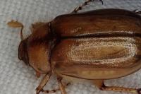 Rhizotrogus
