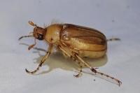 Rhizotrogus marginipes