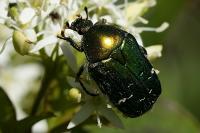 Cetonia aurata
