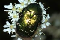Cetonia aurata