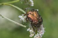 Cetonia aurata