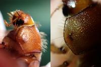 Rhizotrogus cicatricosus