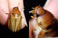 Rhizotrogus cicatricosus