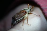 Melolontha melolontha