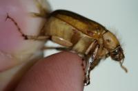 Rhizotrogus marginipes