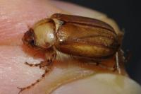 Rhizotrogus marginipes