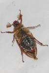 Melolontha melolontha