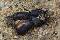 Dorcus parallelipipedus