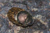 Onthophagus medius/vacca