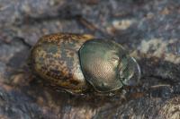 Onthophagus medius/vacca