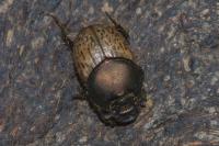Onthophagus vacca