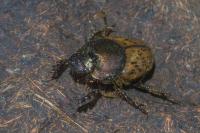Onthophagus vacca