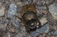 Onthophagus vacca
