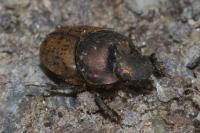 Onthophagus vacca