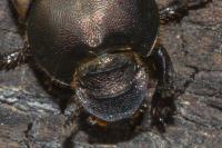 Onthophagus medius