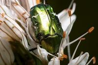 Cetonia aurata