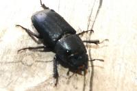Dorcus parallelipipedus